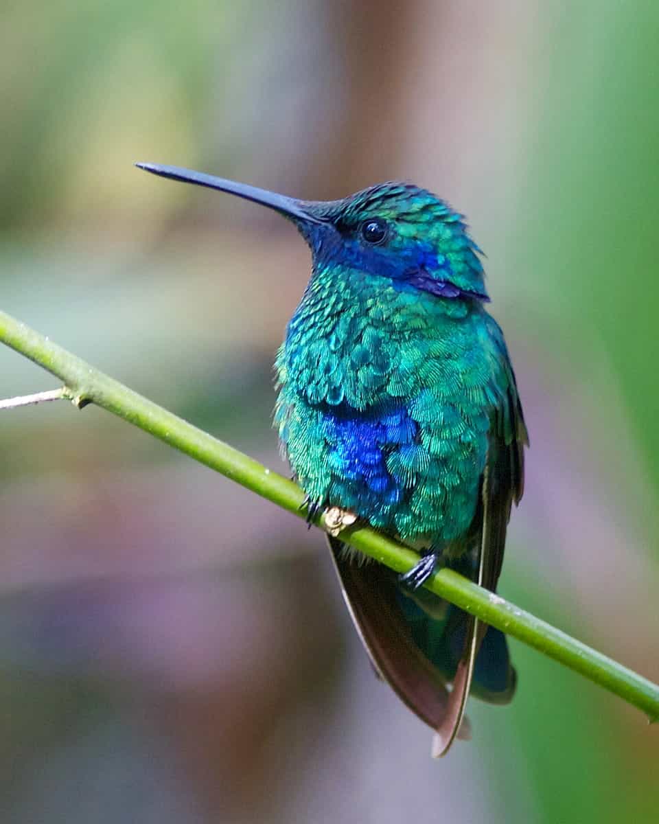 Sparkling Violetear