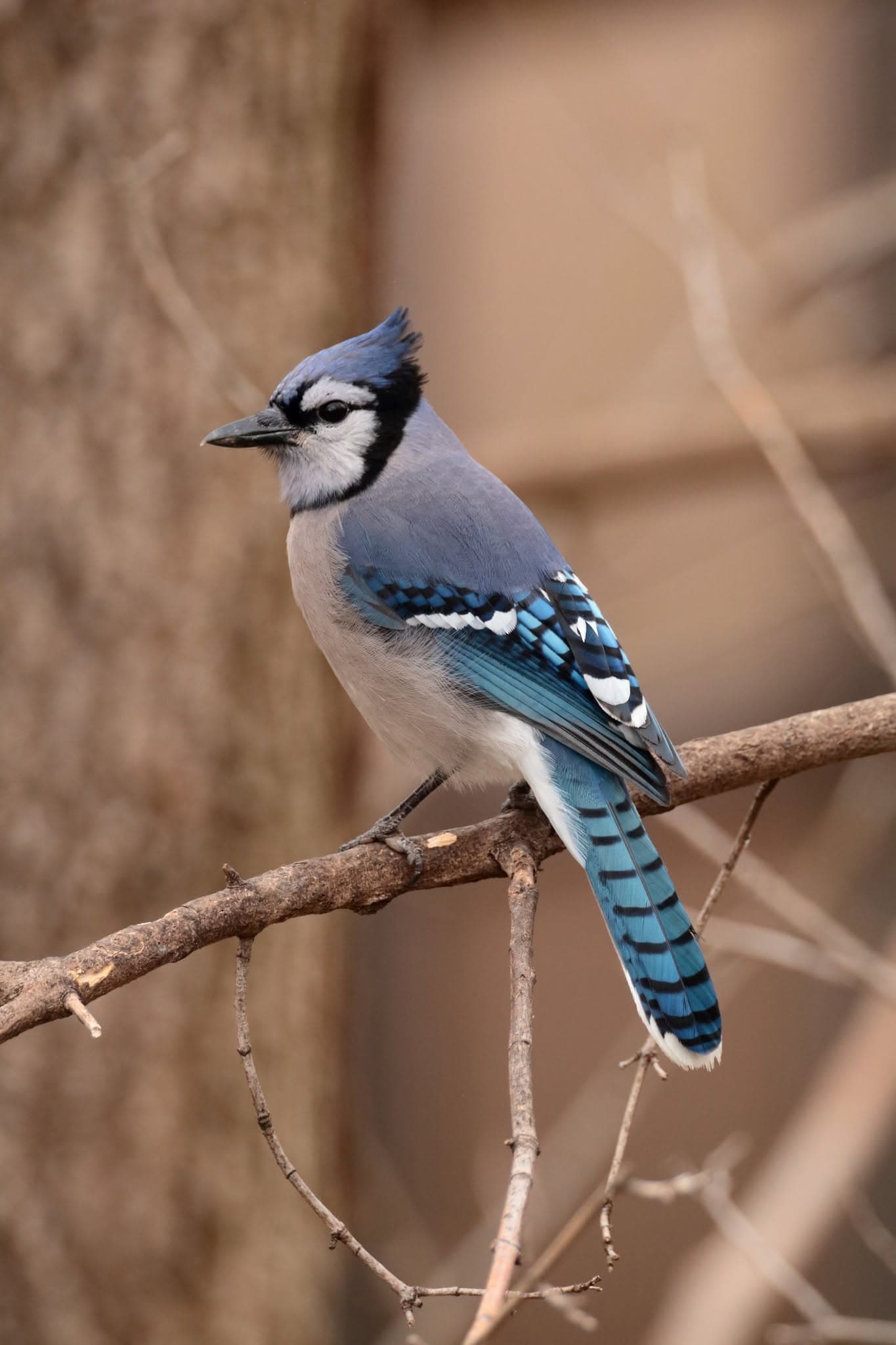 Blue Jay
