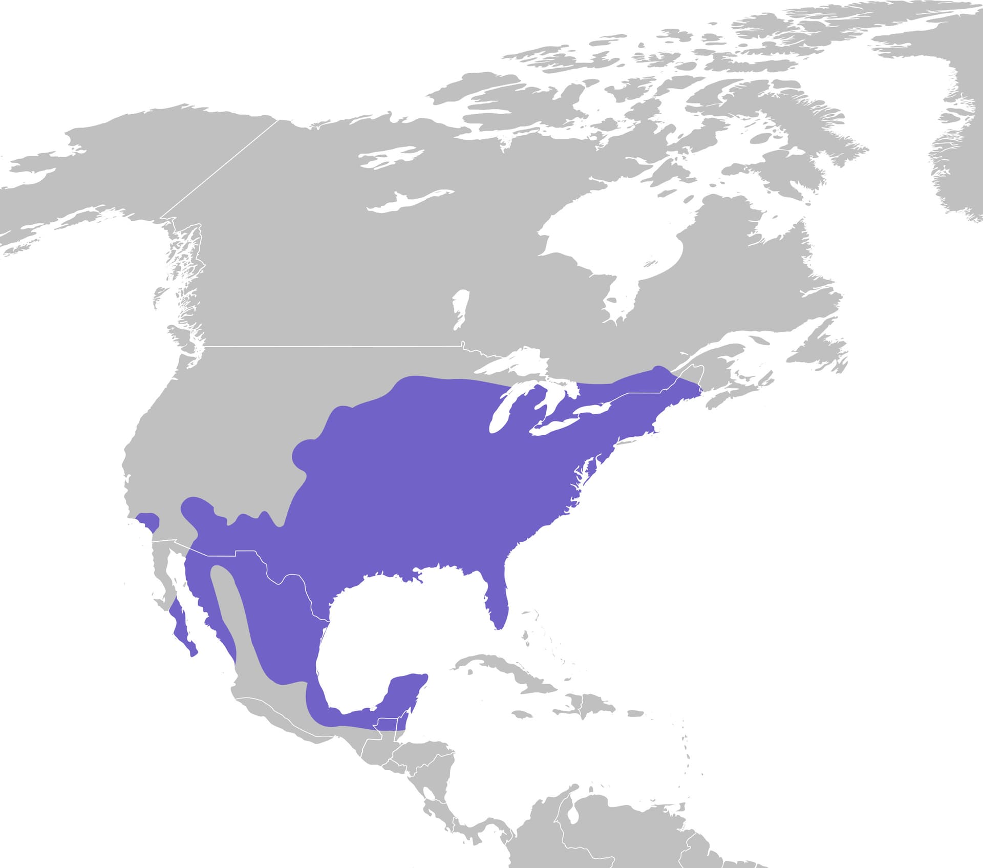 Blue Jay