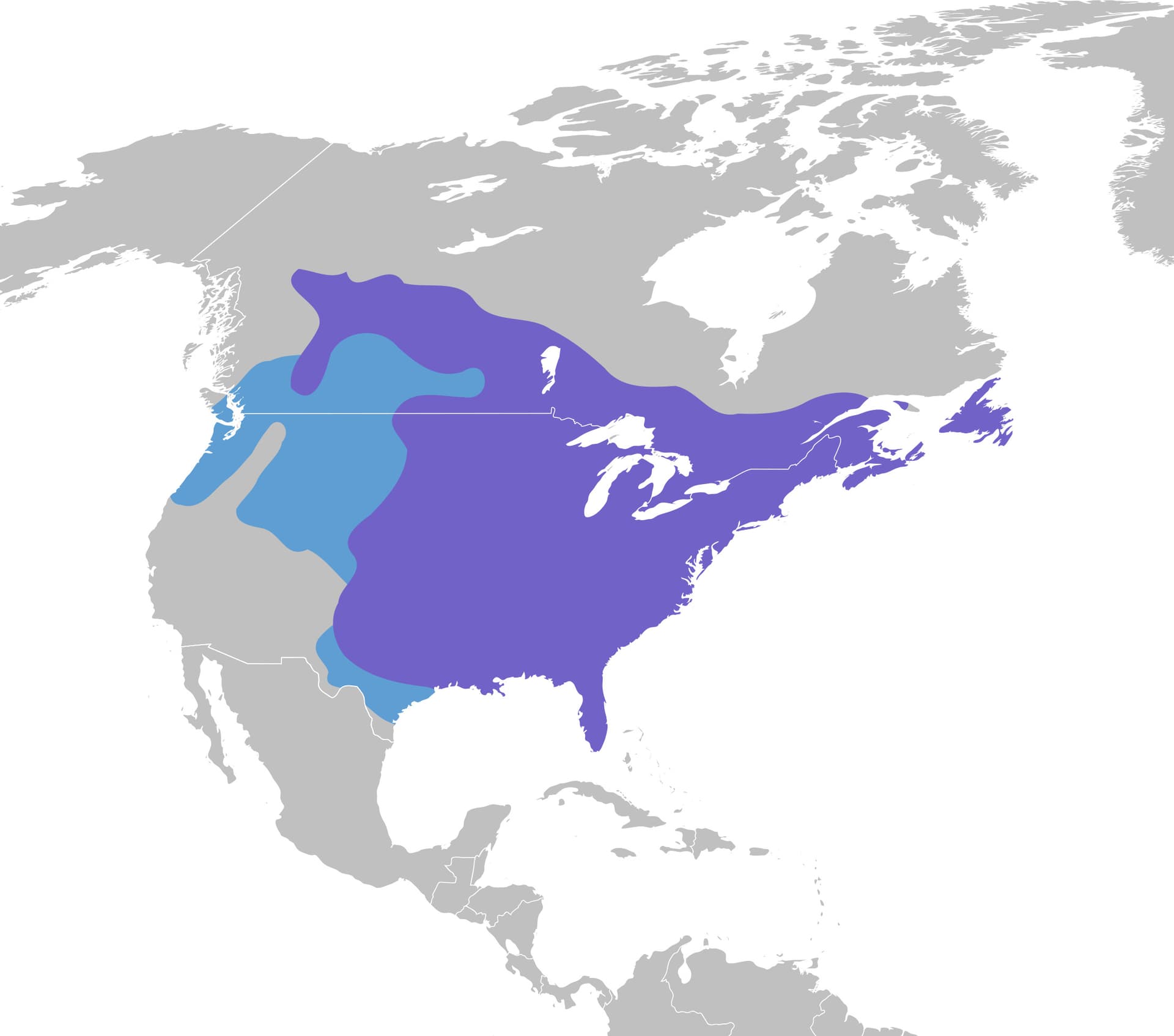 Northern Cardinal