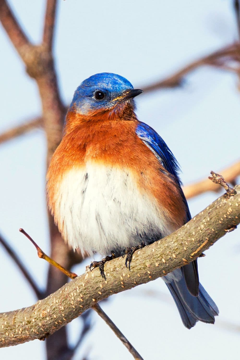 Eastern Bluebird