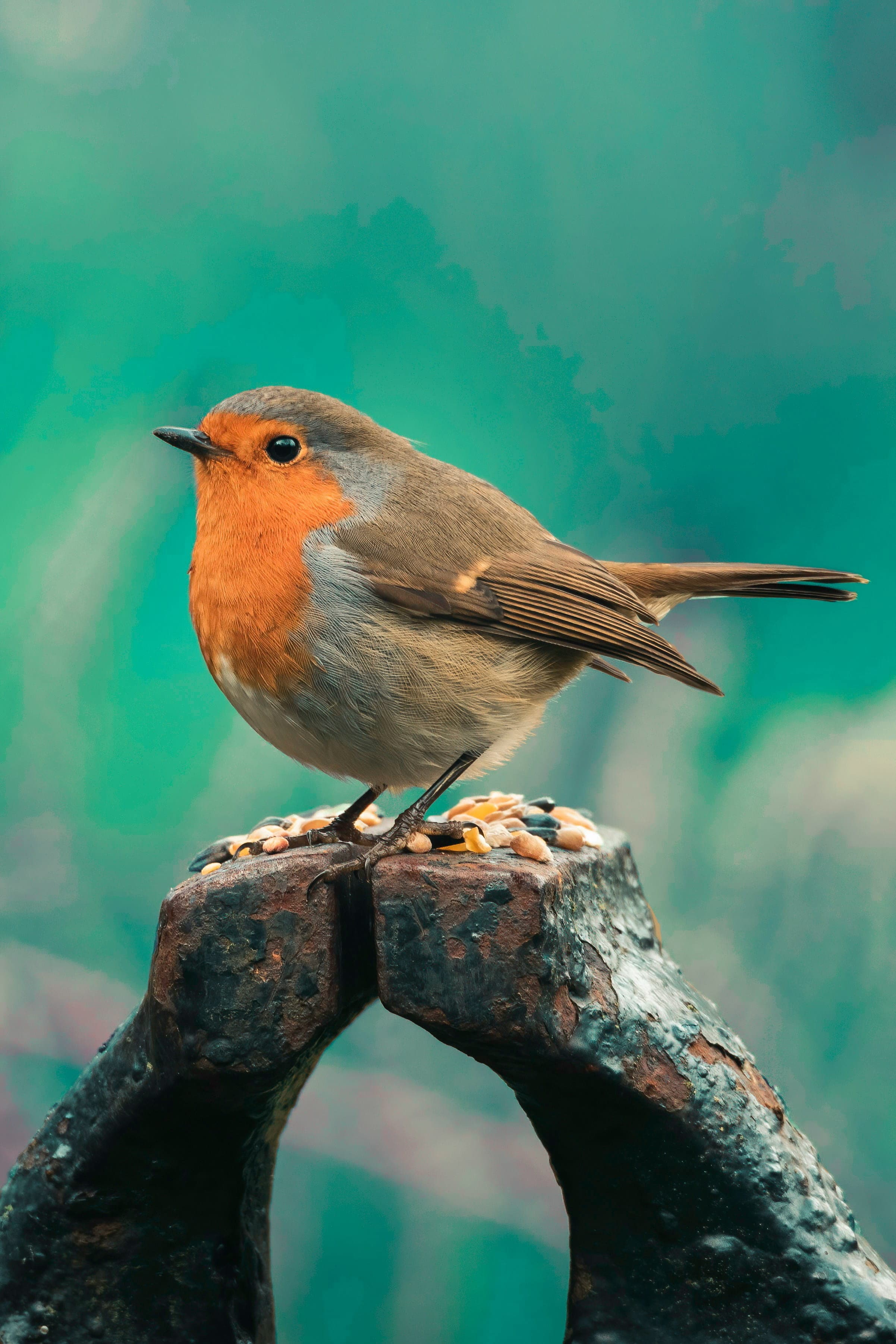 European Robin