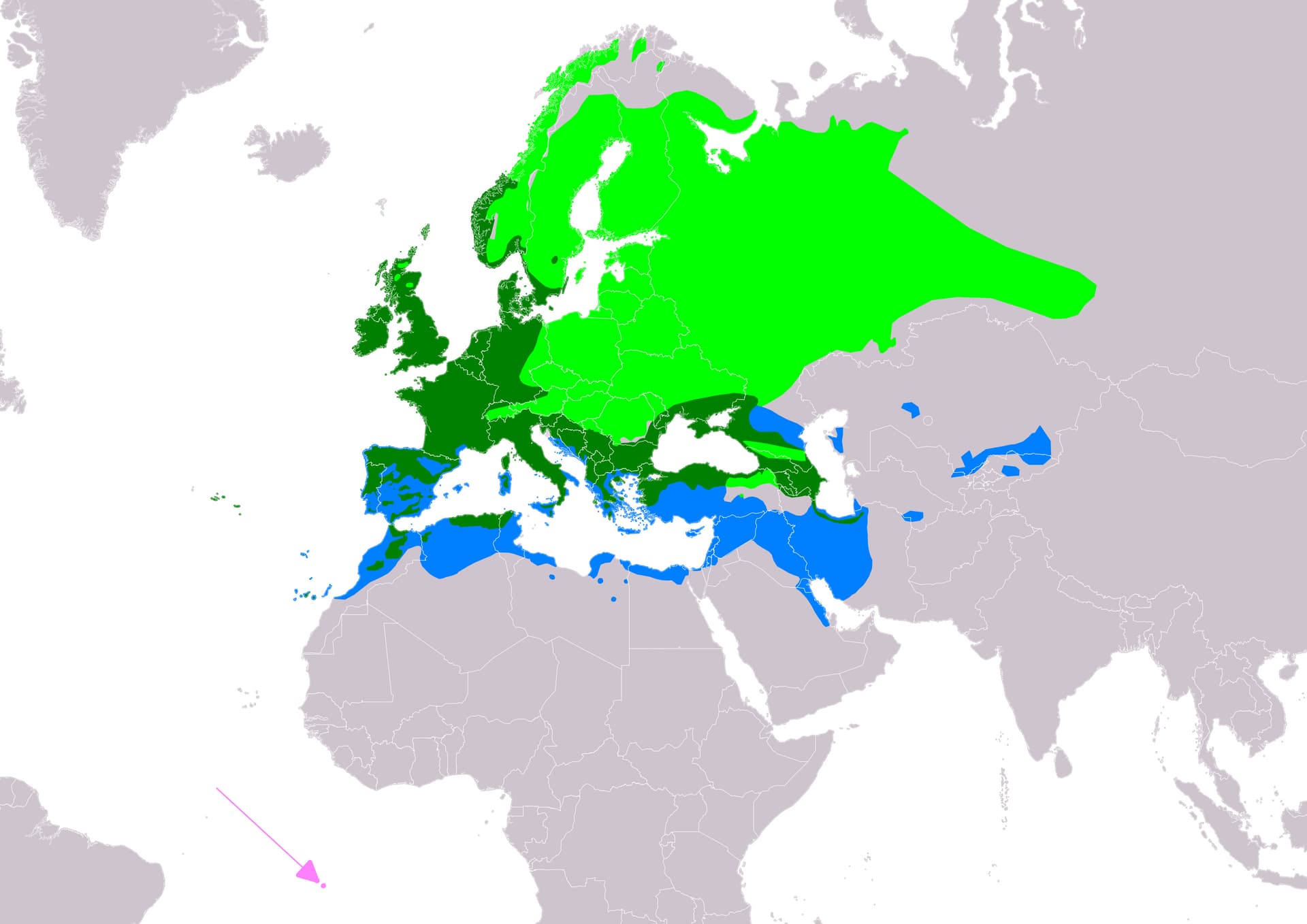 European Robin
